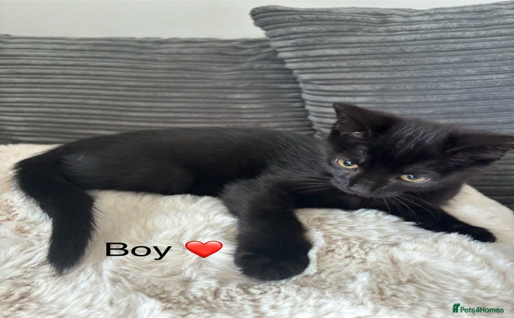 Mixed Breed cats - Advert 16