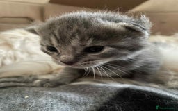Maine Coon cats for sale: Beautiful Maincoon mix  - Image 11