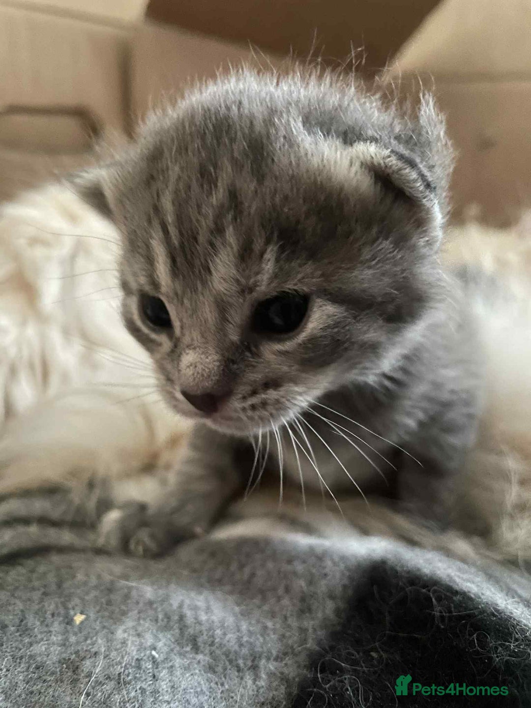 Maine Coon cats for sale: Beautiful Maincoon mix  - Image 11
