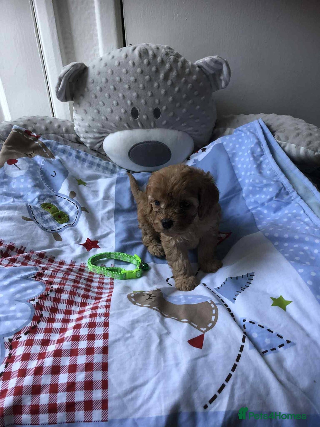 Cavapoo dogs for sale: Beautiful F1 Cavapoo puppies  - Image 6