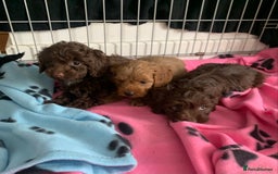 Cockapoo dogs for sale: Cockapoo puppies ready now - Image 11