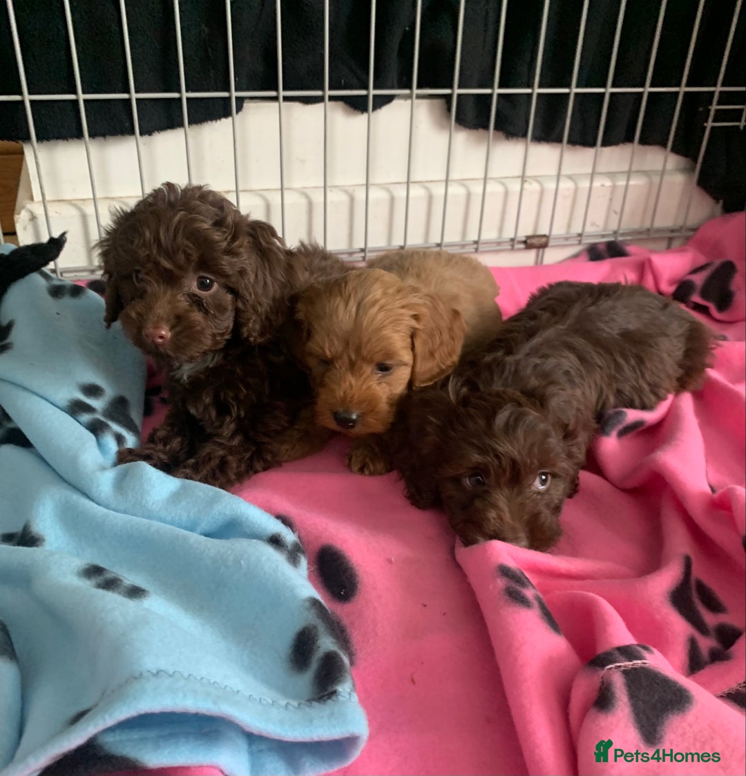 Cockapoo dogs for sale: Cockapoo puppies ready now - Image 11