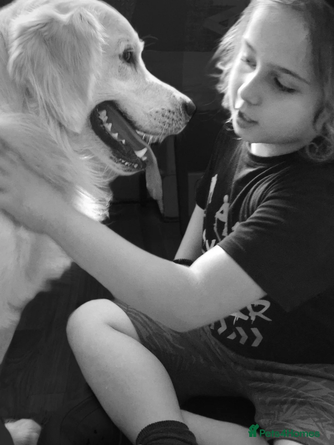 Golden Retriever dogs for stud:   ICT CLEAR Proven Golden Retriever for stud in Manchester - Advert 28