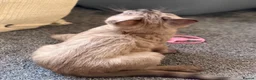 Bengal cats for sale: TICA registered Seal Solid Silver Mink Bengals - Advert 23