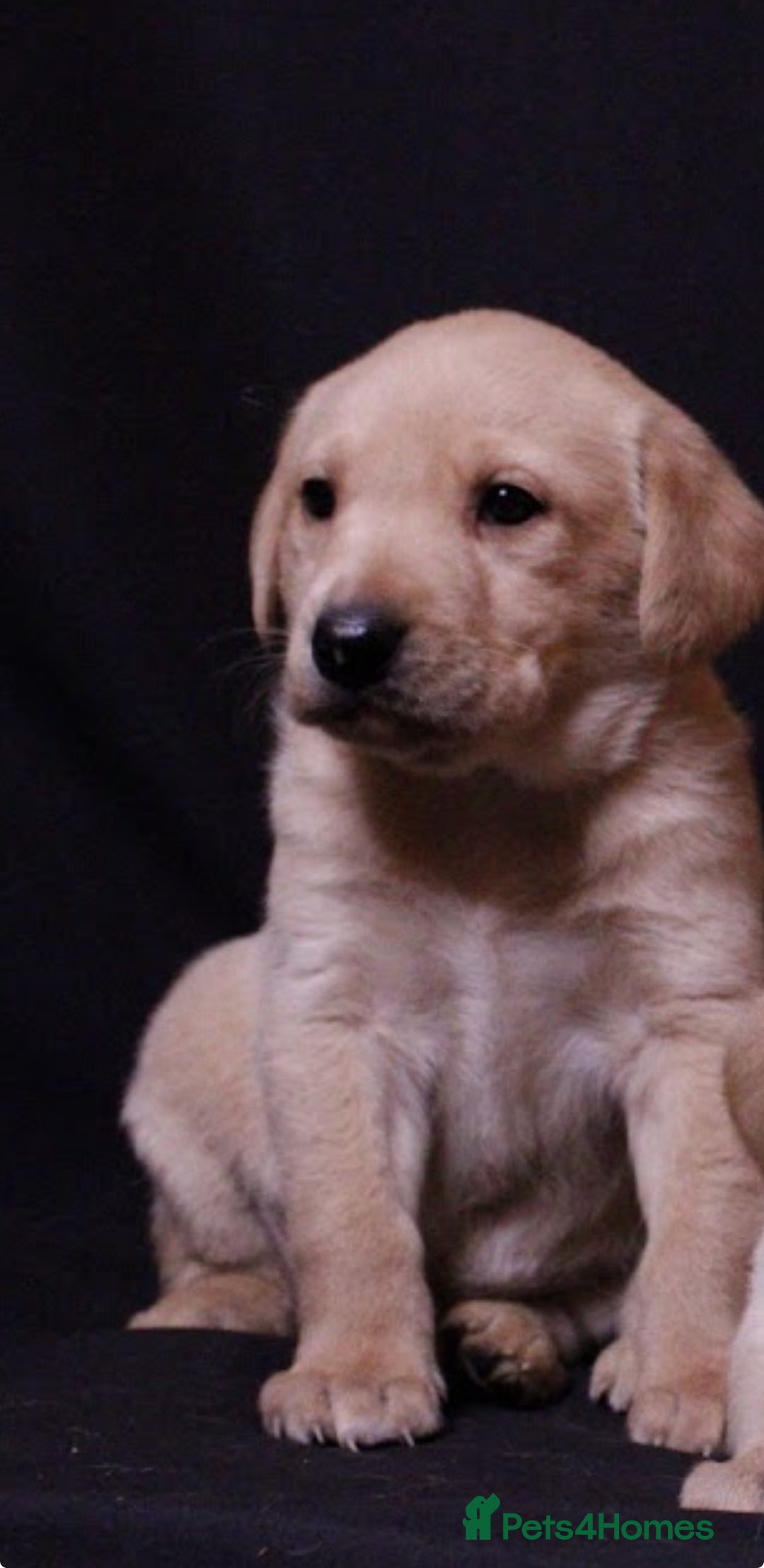 Labrador Retriever dogs for sale: 2 PUPPIES LEFT!! Fully Health tested - Advert 1