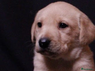 Labrador Retriever dogs 2 PUPPIES LEFT!! Fully Health tested - Advert 1