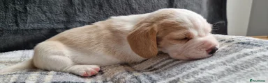 Beagle Female Puppy 3