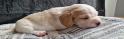 Beagle dogs for sale: 1 male, rkc registered, family reared puppy - Advert 26