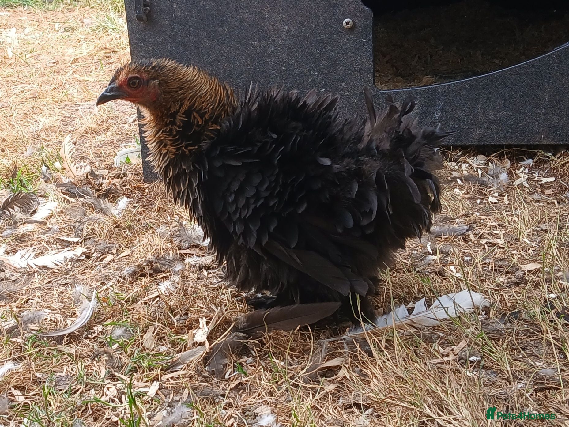 Chickens poultry Pekin bantam pullets - Advert 7