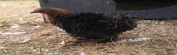 Chickens poultry for sale: Pekin bantam pullets - Advert 1