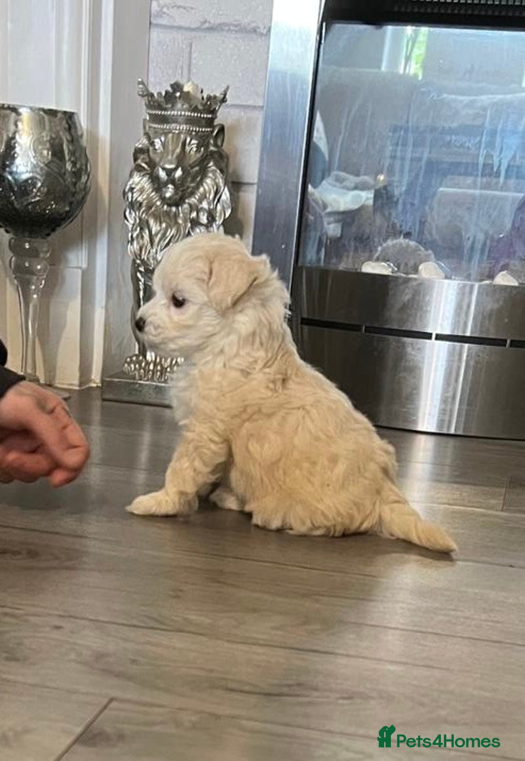 Maltipoo dogs for sale: Beautiful little maltipoo  - Advert 21