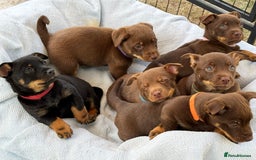 Lancashire Heeler dogs for sale: 6 Pedigree Lancashire Heeler Dogs for sale. - Image 1