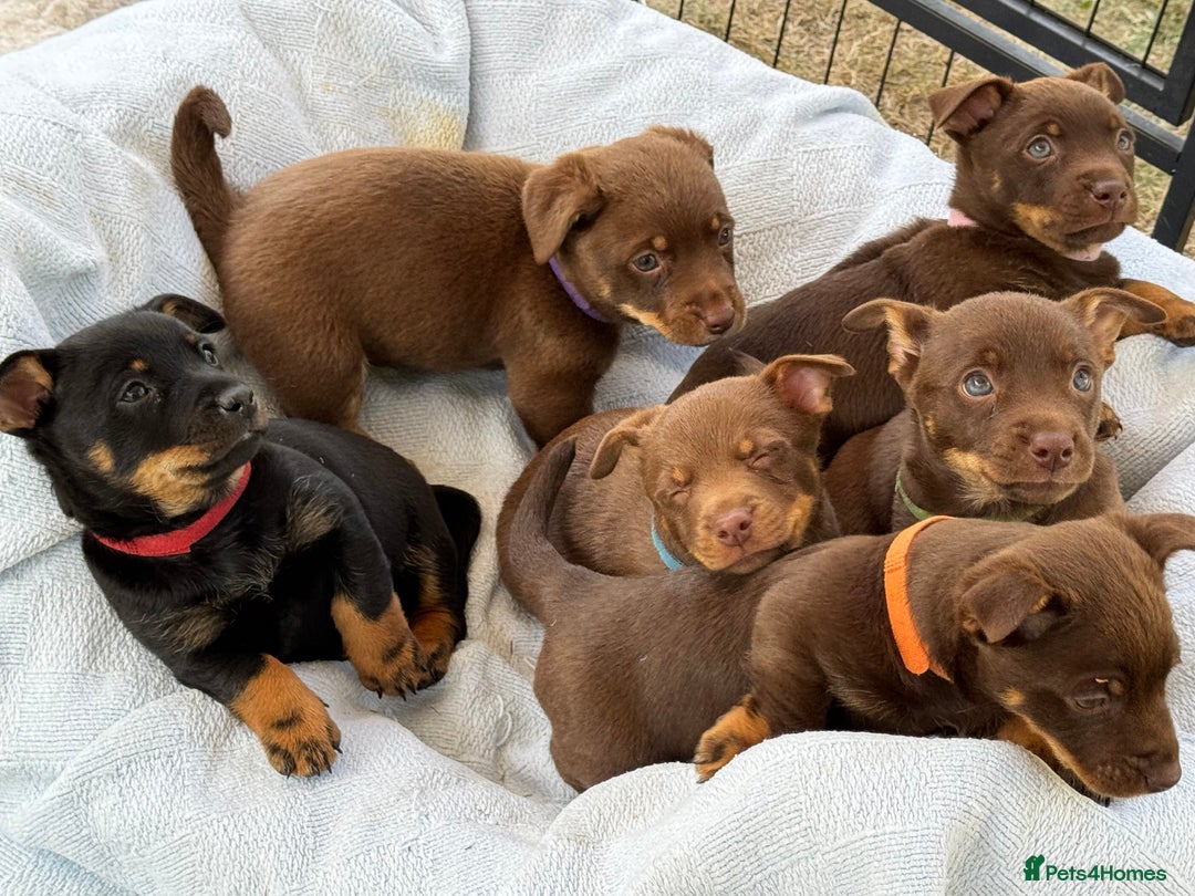Lancashire Heeler dogs for sale: 6 Pedigree Lancashire Heeler Dogs for sale. - Image 1