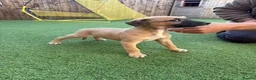 Mixed Breed dogs for sale: Bedlington Whippets - Advert 5