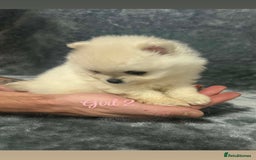 Pomeranian dogs for sale: Teddy bear optic white Pomeranians puppies - Advert 16