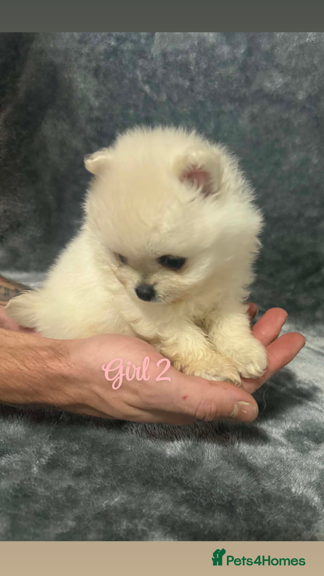 Pomeranian dogs for sale: Teddy bear optic white Pomeranians puppies - Advert 16