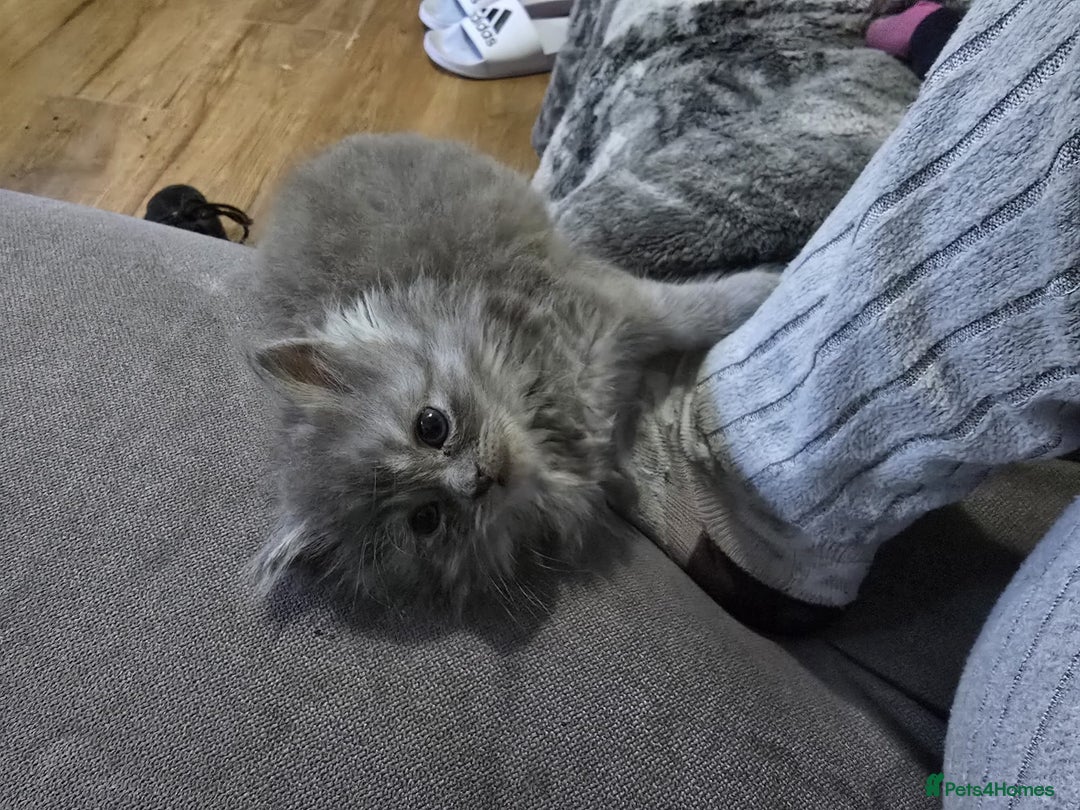 Persian cats for sale: 3 stunning Persian kittens ready now.  - Advert 31