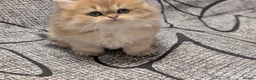 British Shorthair cats for sale: Kitten  - Advert 12