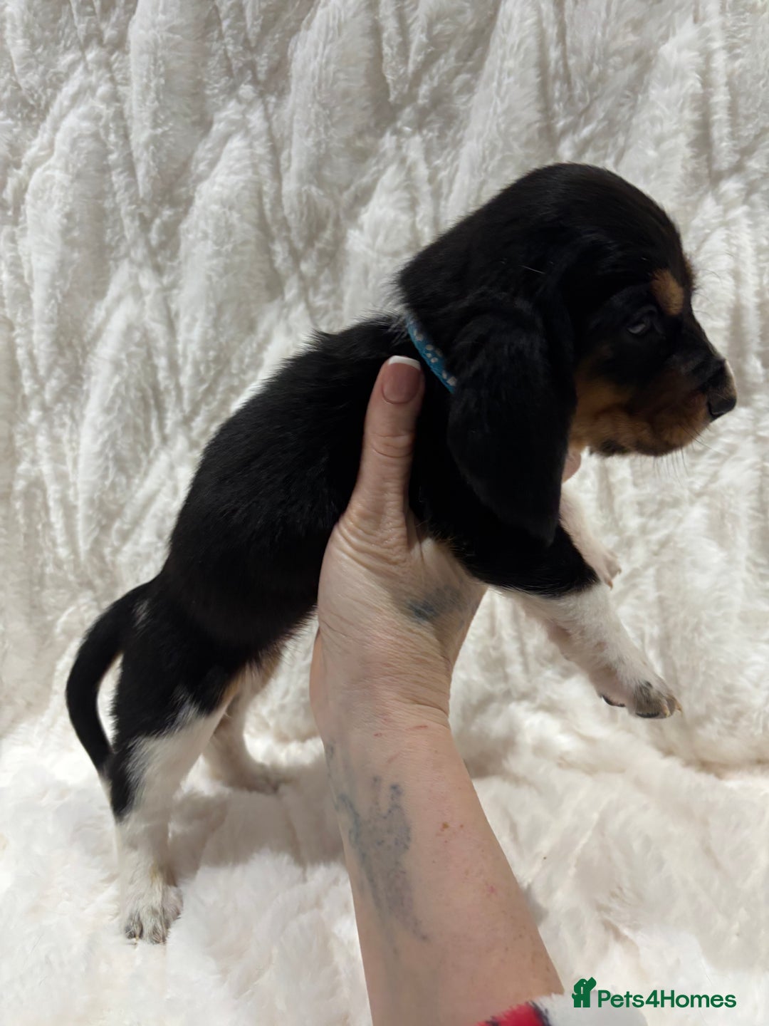 Basset Hound dogs for sale: Bassett hound puppies  - Advert 23