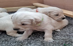 Golden Retriever dogs for sale: Gorgeous pedigree golden retriever puppies - Image 11