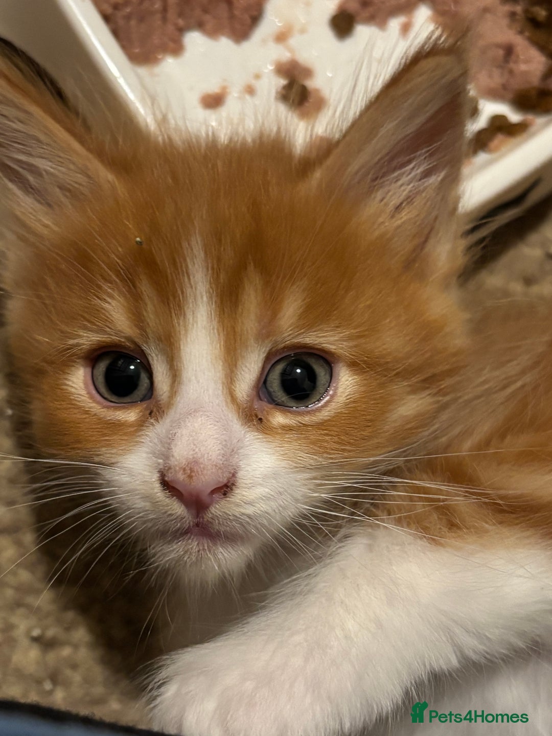 Maine Coon cats for sale: Beautiful Pedigree Main Coon Kittens - Advert 28