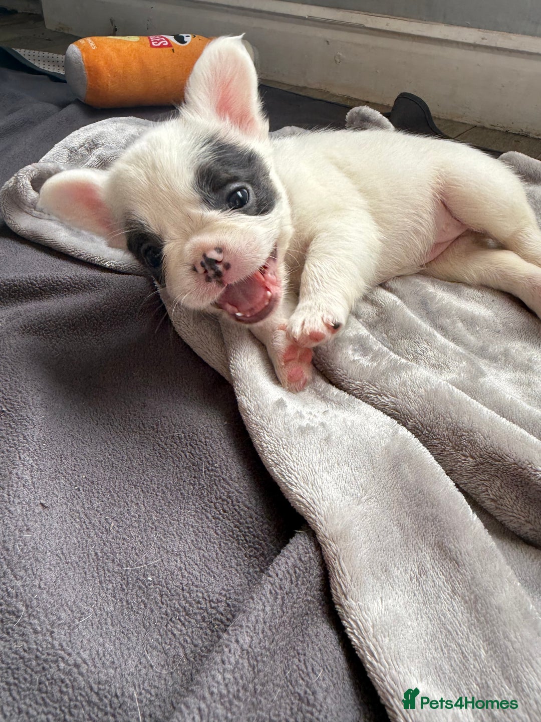 French Bulldog dogs for sale: Fluffy French Bulldogs 4 boys left  - Image 19