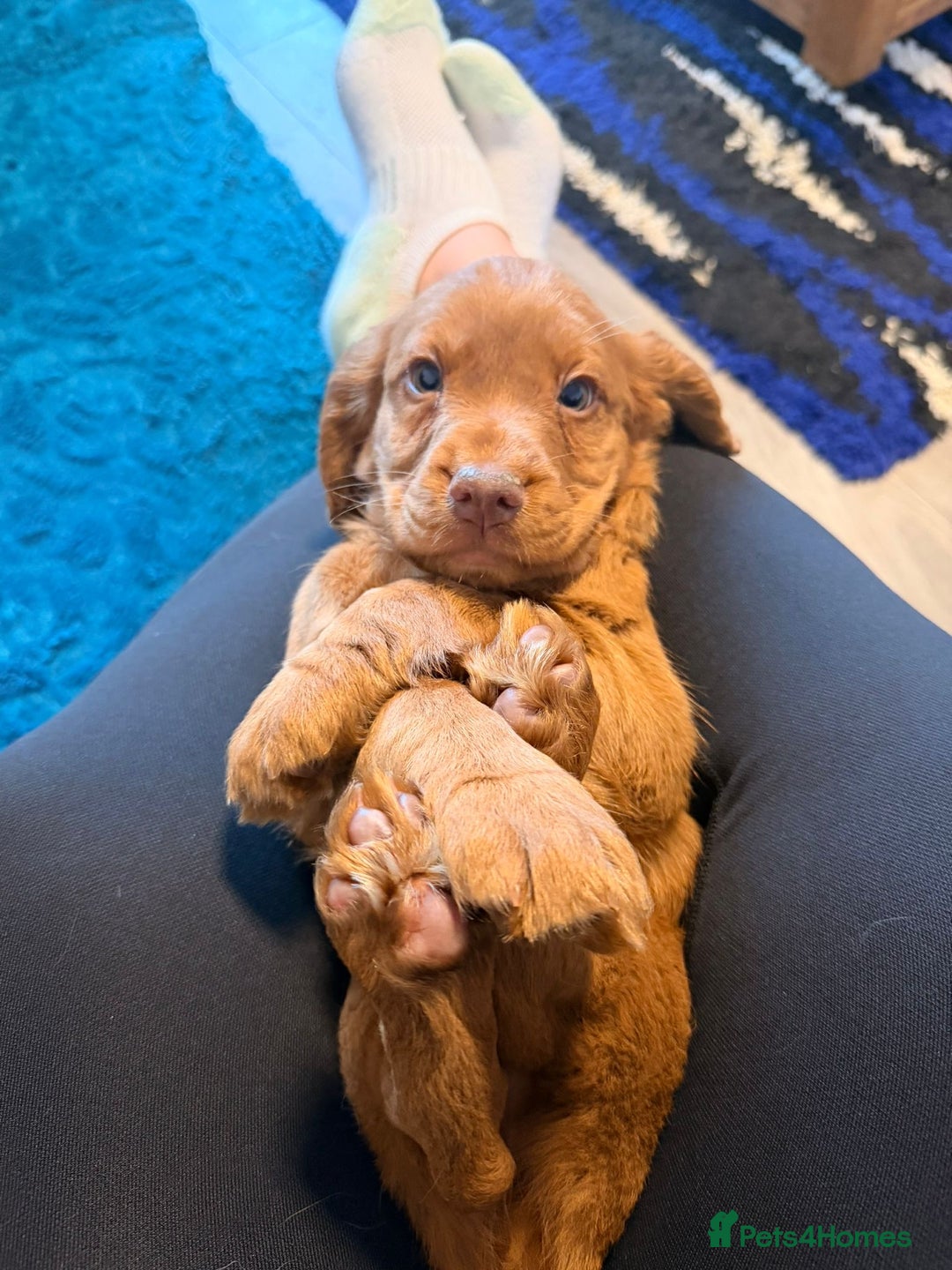 Cocker Spaniel dogs for sale: KC Reg Red Cocker Boy - Advert 1