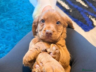 Cocker Spaniel dogs KC Reg Red Cocker Boy - Advert 6