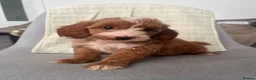 Cockapoo dogs for sale: Cockapoo  in Bradford - Advert 1