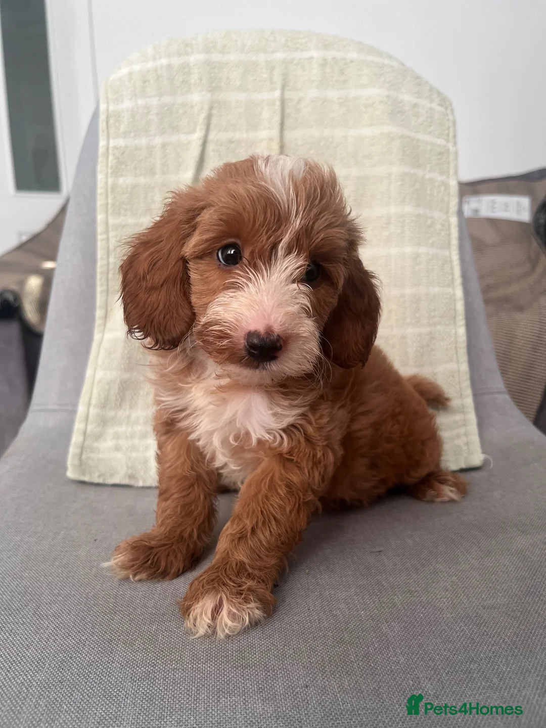 Cockapoo dogs for sale: Cockapoo  in Bradford - Advert 1