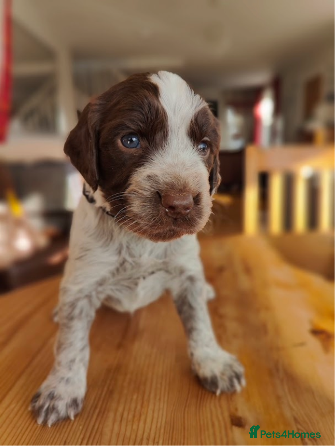 Sprocker dogs for sale: Sprocker Spaniel Puppies - Image 8