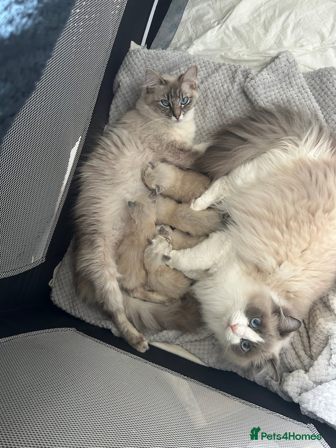 Ragdoll cats for sale: One blue mitted ragdoll boy - Image 7