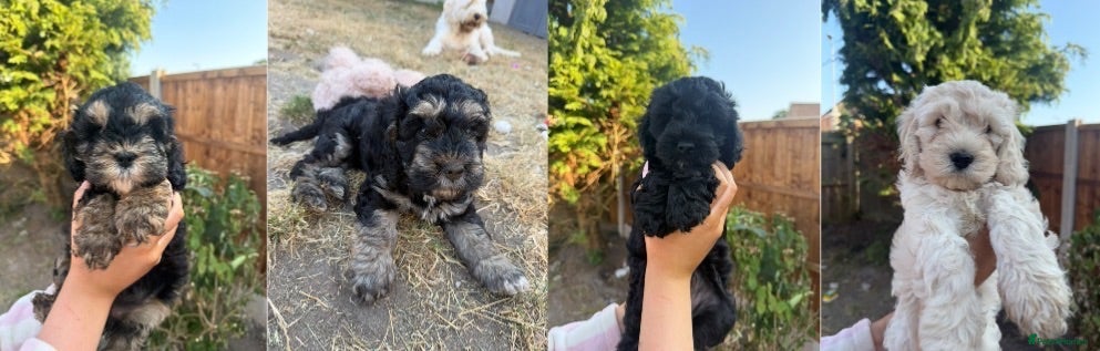 Cockapoo dogs Gorgeous phantom cockapoos!  - Advert 1