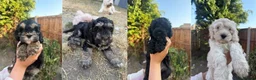 Cockapoo dogs for sale: Gorgeous phantom cockapoos!  - Advert 1