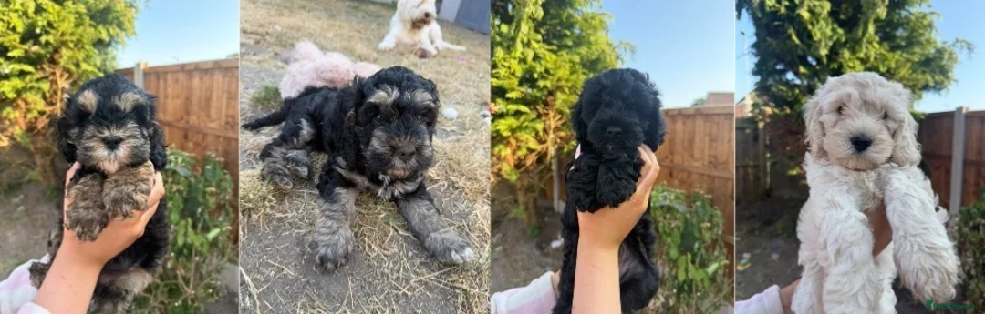 Cockapoo dogs for sale: Gorgeous phantom cockapoos!  - Advert 1