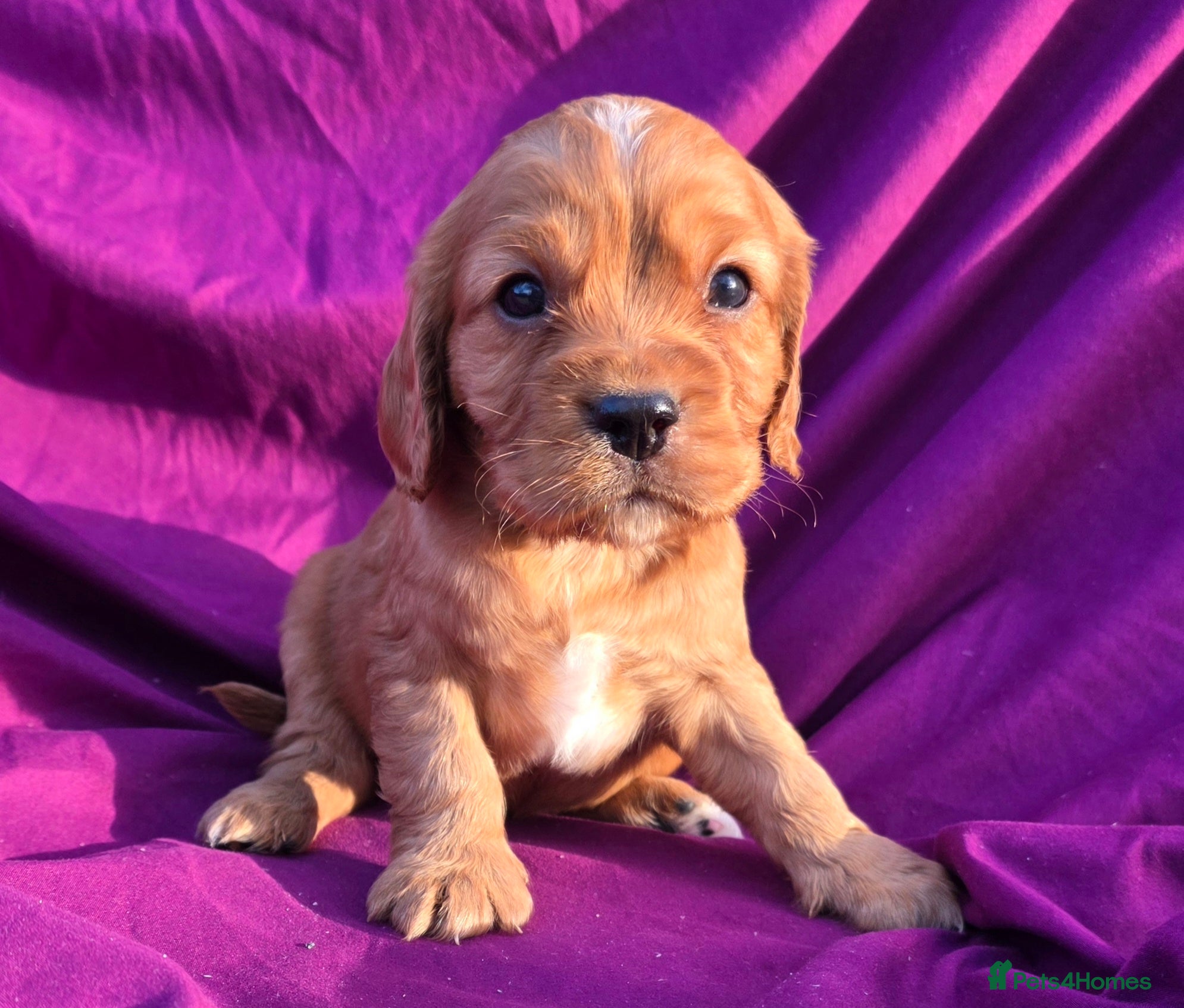 Cavalier King Charles Spaniel dogs Beautiful cavalier puppies ready now - Advert 1