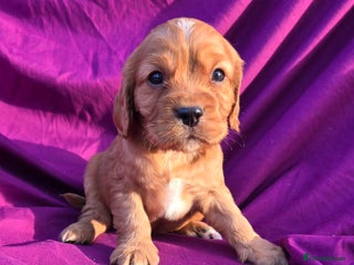 Cavalier King Charles Spaniel dogs Beautiful cavalier puppies ready now - Advert 18