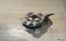 Shepsky dogs for sale: Mixed husky and German sheperd - Image 1