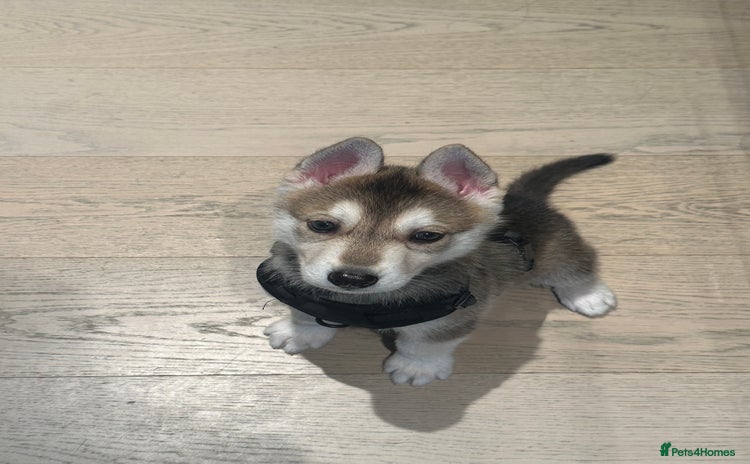 Shepsky dogs - Advert 4