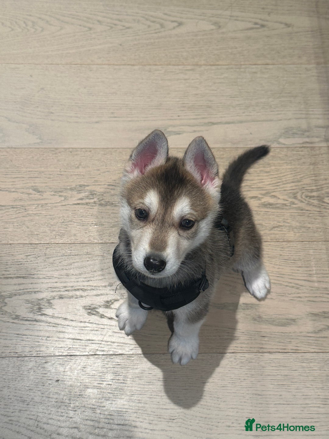 Shepsky dogs for sale: Mixed husky and German sheperd - Image 1