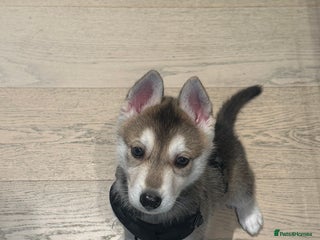 Shepsky dogs - Advert 6