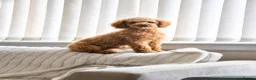 Toy Poodle dogs for stud: Male Toy Poodle - stud only  in Inverness - Advert 2