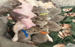 Chiweenie dogs for sale: Cheweenie - Image 25