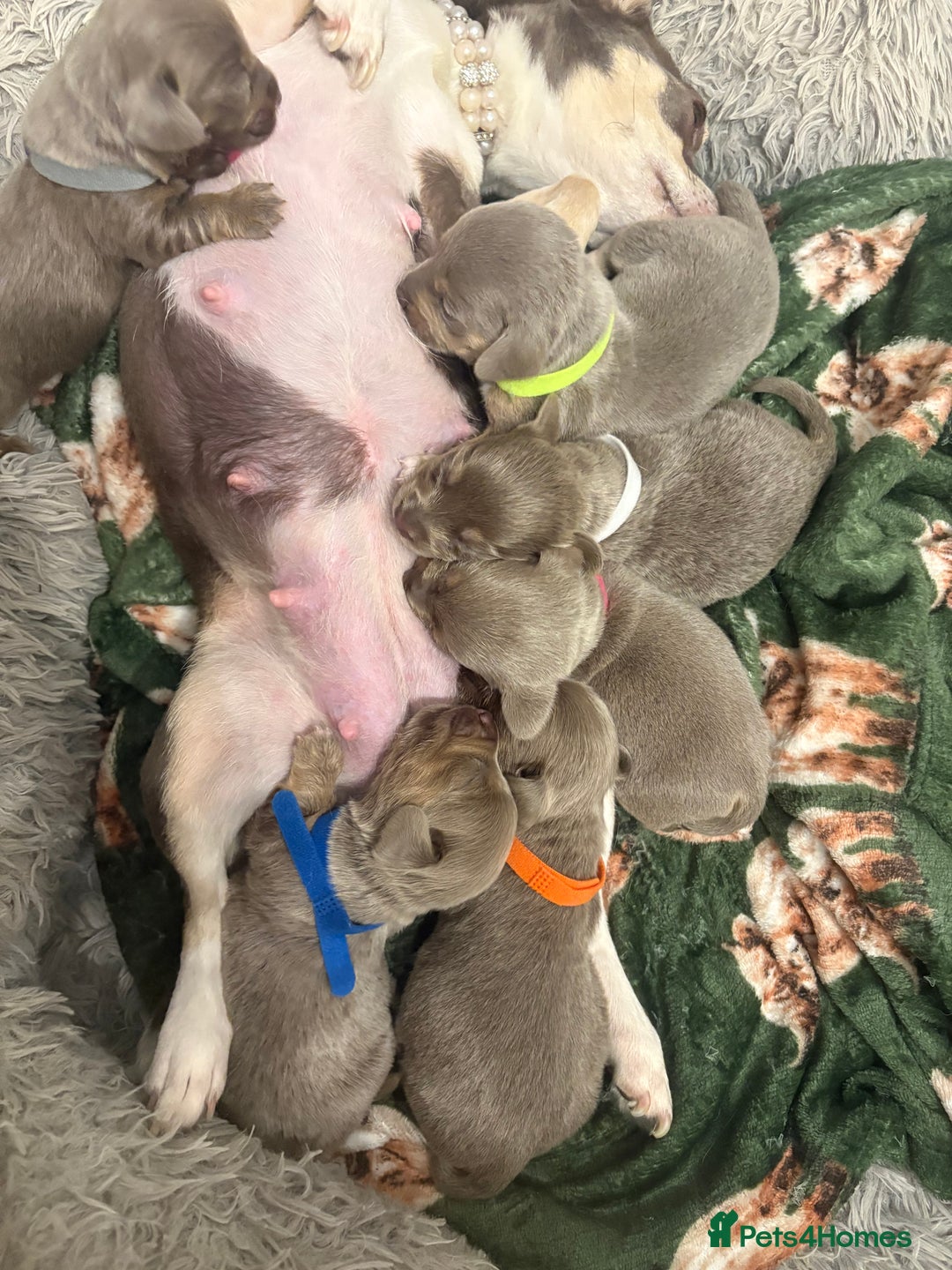 Chiweenie dogs for sale: Cheweenie - Image 25