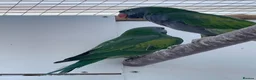 Parakeets birds for sale: Derbyan parakeets  - Advert 10