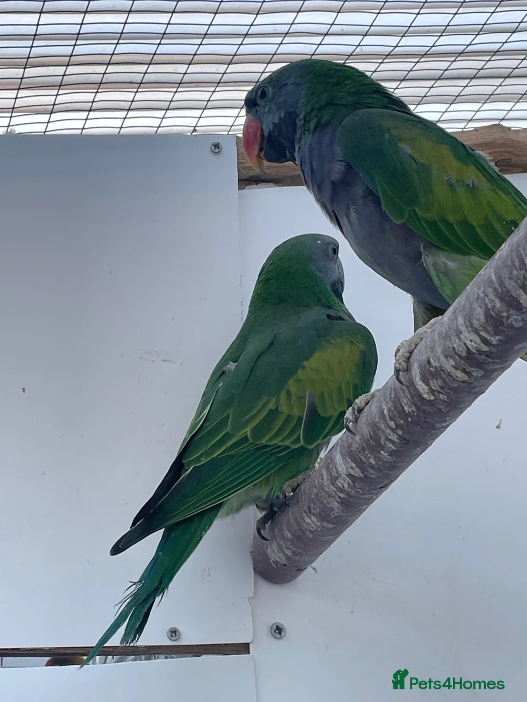 Parakeets birds for sale: Derbyan parakeets  - Advert 10
