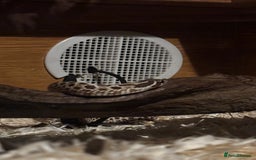 Snake reptiles for sale: Male hognose snake with vivarium and products - Image 4