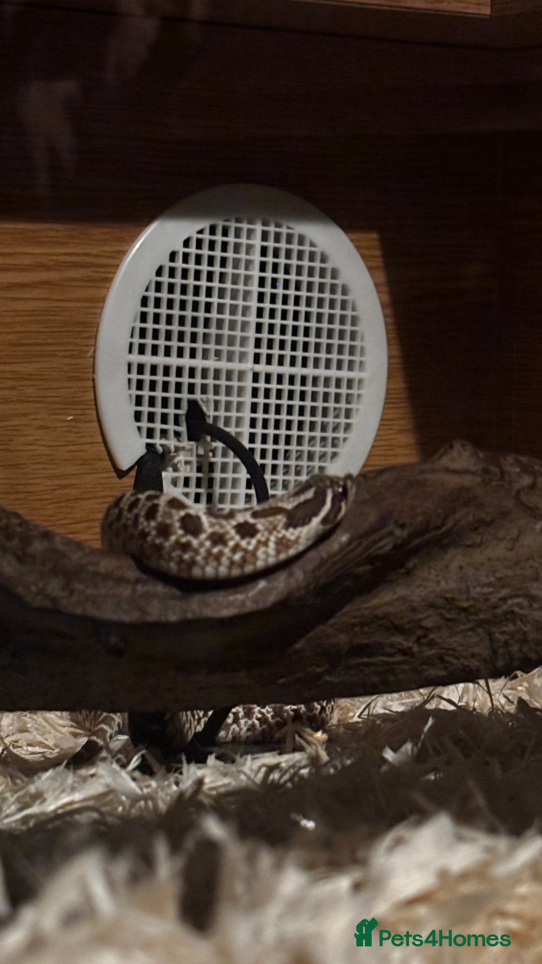 Snake reptiles for sale: Male hognose snake with vivarium and products - Image 4