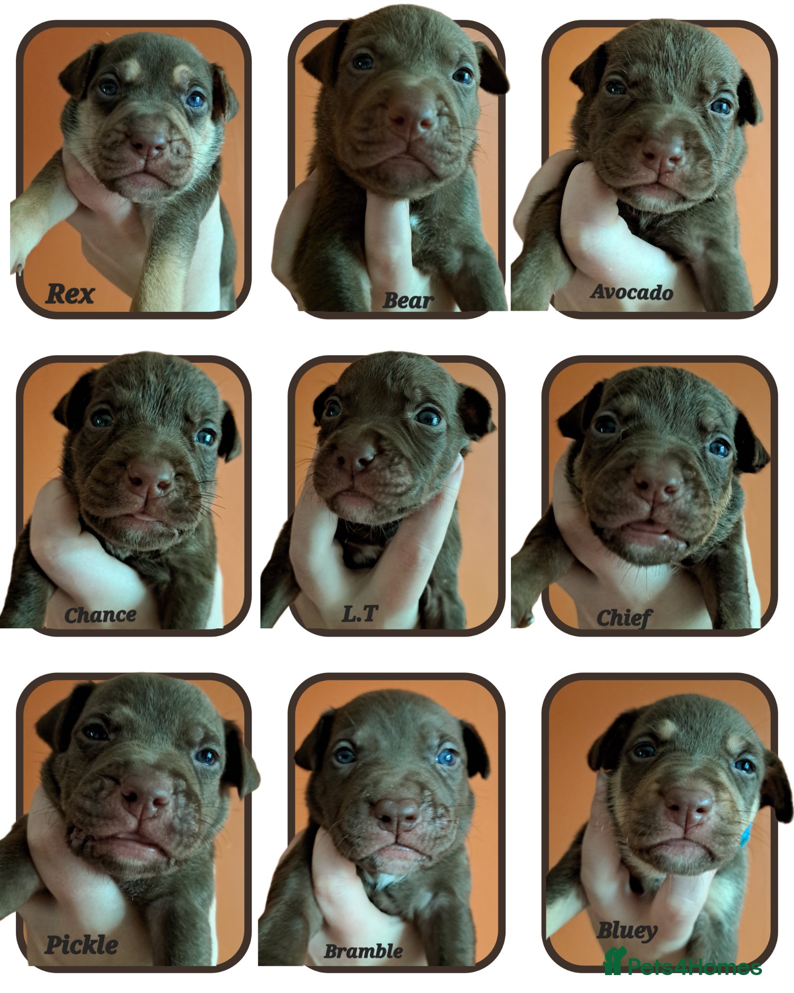 Mixed Breed dogs Staffy Cross Pups - Advert 10