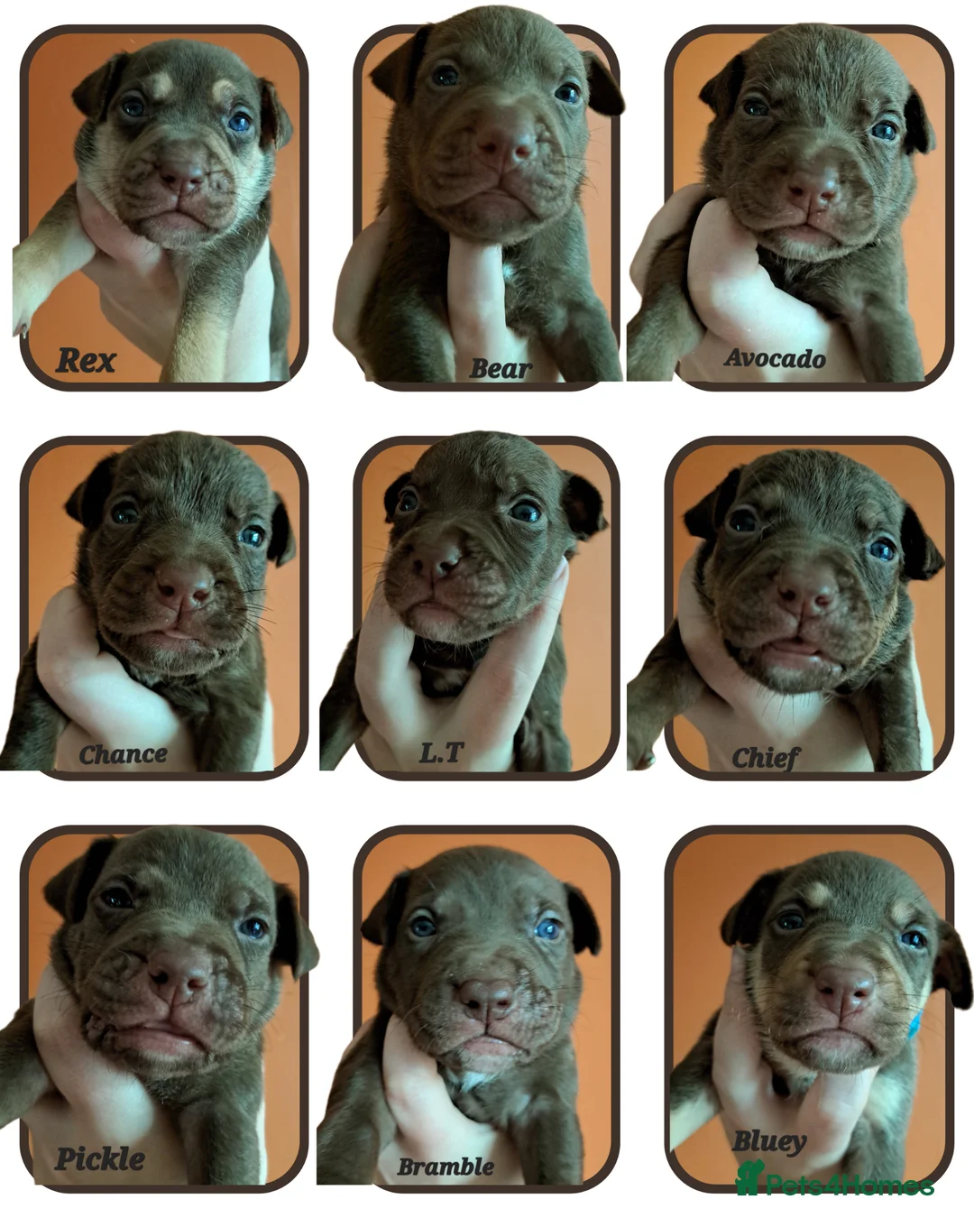 Mixed Breed dogs for sale: Staffy Cross Pups - Advert 1
